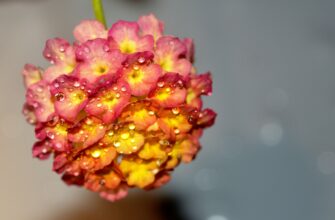 Лантана камара 4 Лантана