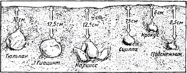 Глубина посадки цветочных луковиц