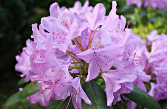 1 rododendron