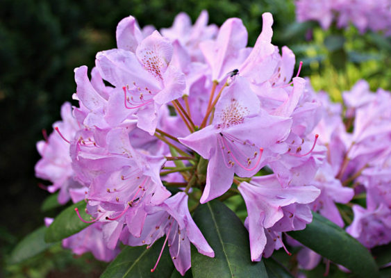 1 rododendron