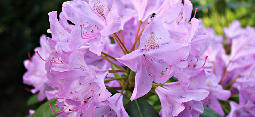 1 rododendron