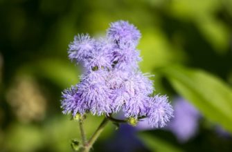 ageratum photo