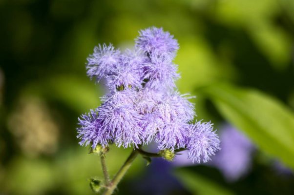 ageratum photo