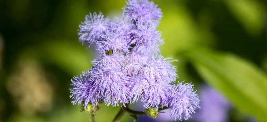 ageratum photo