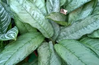 aglaonema