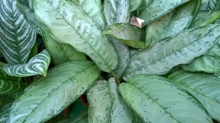 aglaonema