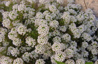 alyssum