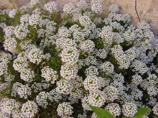 alyssum