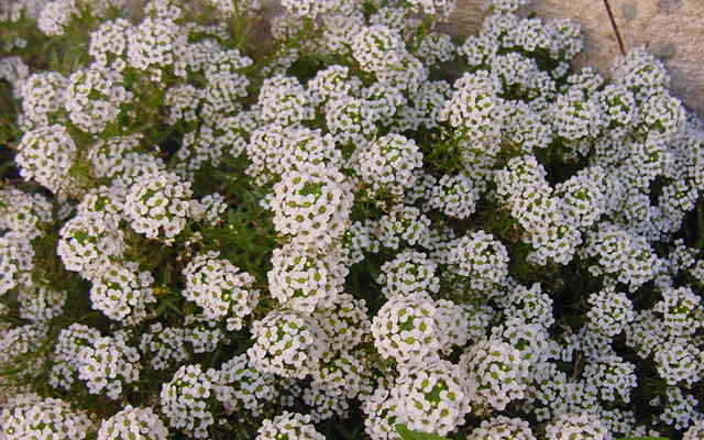 alyssum