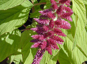 amaranthus