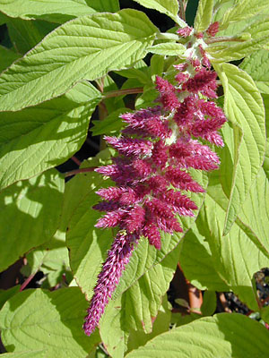 amaranthus