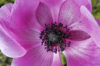 Анемоны 1 anemon