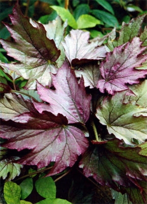 begonia diadema