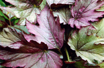 begonia diadema