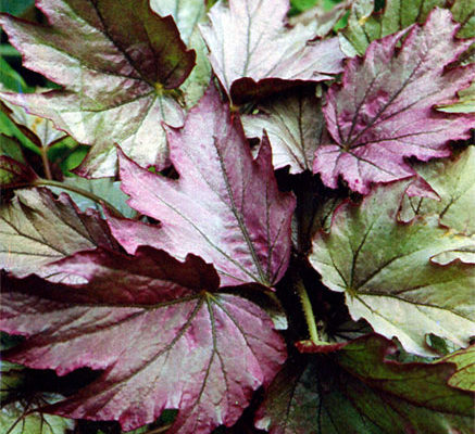 begonia diadema