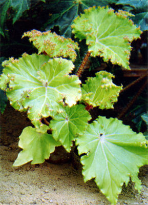 begonia manicata brang