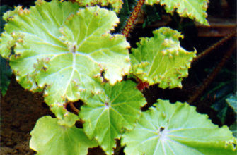 begonia manicata brang