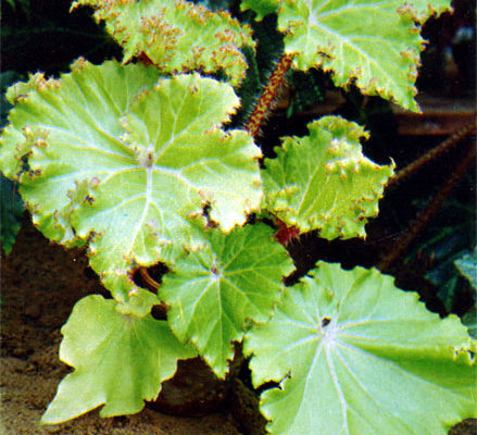 begonia manicata brang