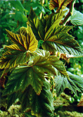 begonia olbia kerch