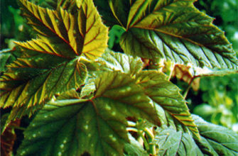 begonia olbia kerch