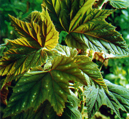 begonia olbia kerch