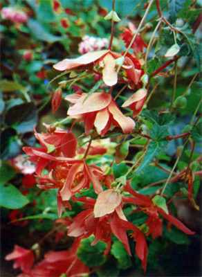 begonia pendula flare plena hort