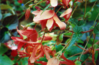 begonia pendula flare plena hort