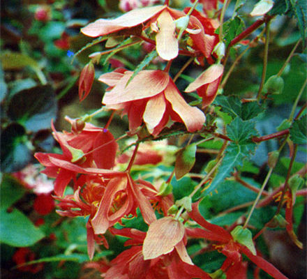 begonia pendula flare plena hort