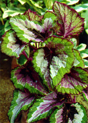 begonia rex putz