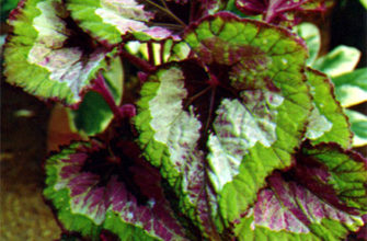 begonia rex putz