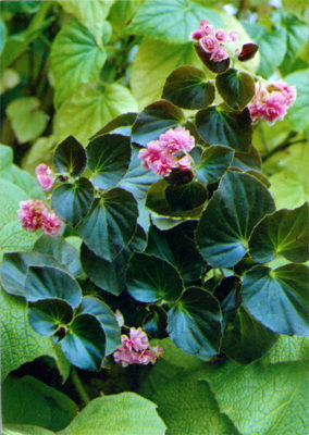 begonia semperflorens