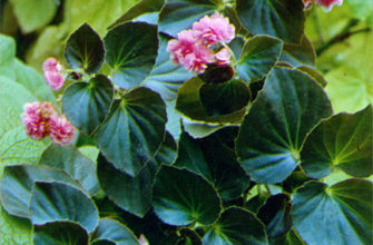 begonia semperflorens