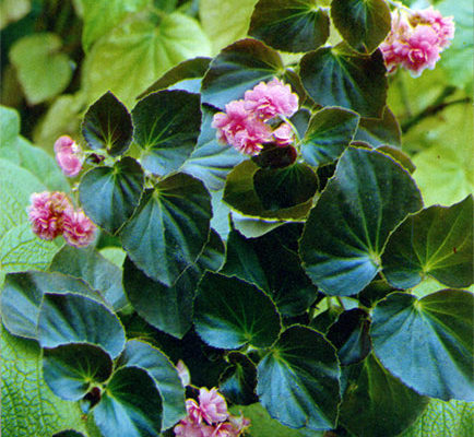 begonia semperflorens