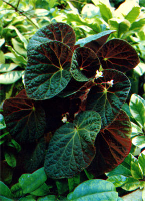 begonia xanthina hook