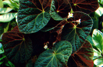 begonia xanthina hook