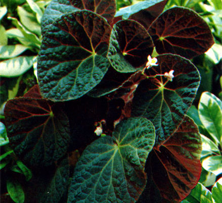 begonia xanthina hook