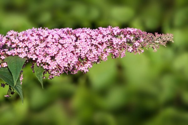 buddleja davidii