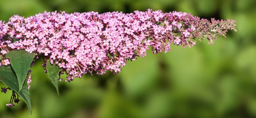 buddleja davidii