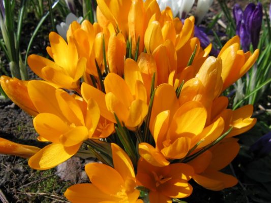 crocuses