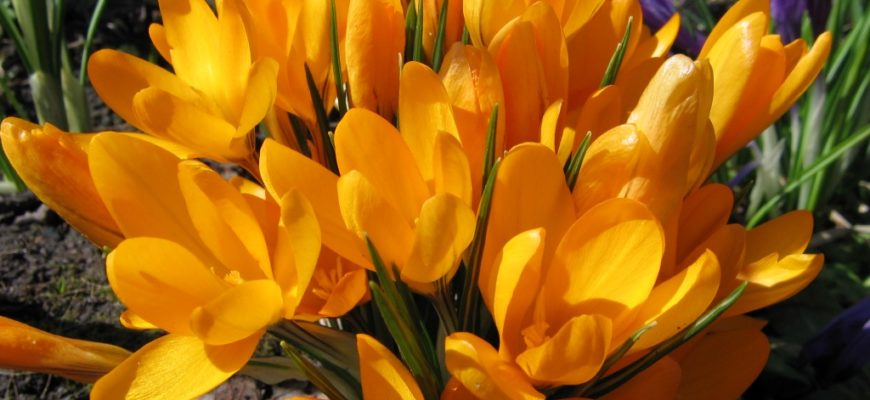 crocuses