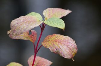 deren ocherednolistniy