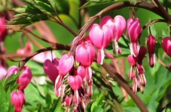 dicentra