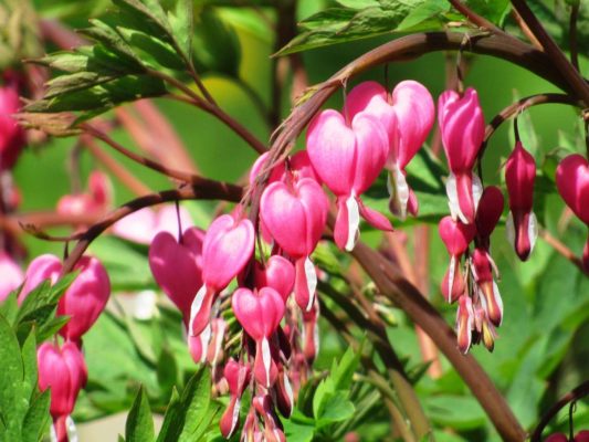 dicentra