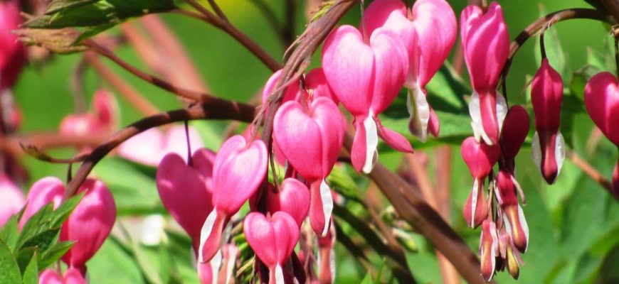 dicentra