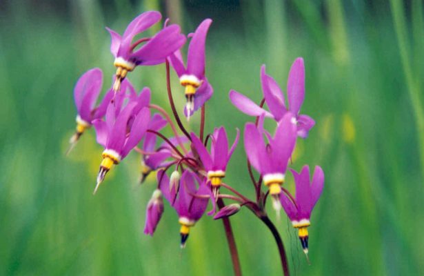 dodecatheon