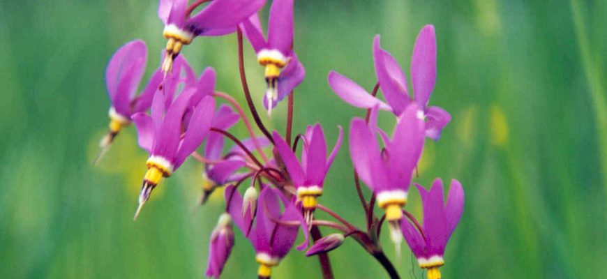 dodecatheon