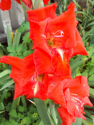 gladiolus edvans