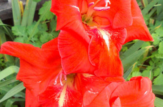 gladiolus edvans