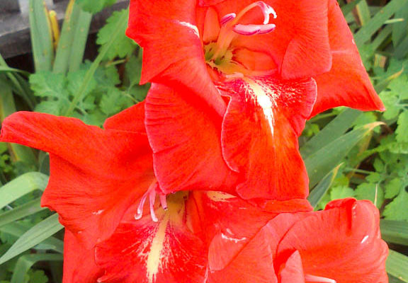 gladiolus edvans