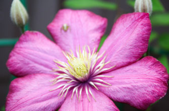 klematis